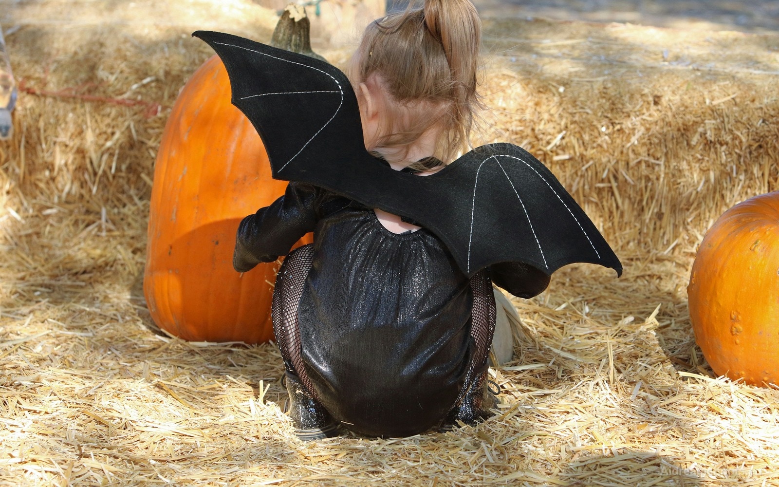 un niño en un negro bat disfraz sitting among pumpkins y hay en un fall festival